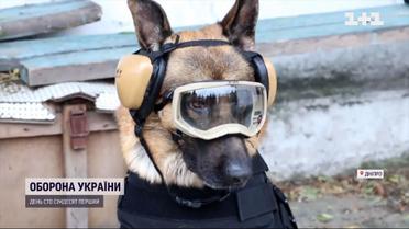 США передали амуницию и аптечки полицейским песикам Днепропетровщины