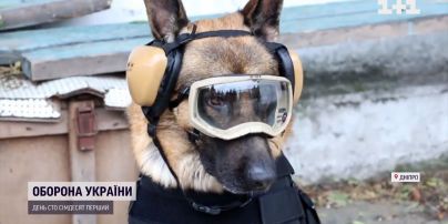 США передали амуницию и аптечки полицейским песикам Днепропетровщины