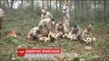 У китайському зоопарку вісім маленьких пандочок вперше за зиму вивели на довгу прогулянку парком