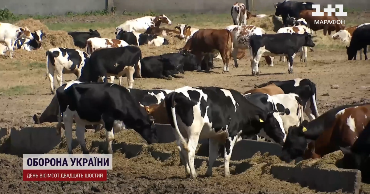 Фермерське господарство