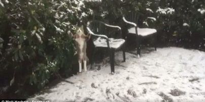 Мережу захопив кумедний кіт, що зачаровано ловить лапатий сніг