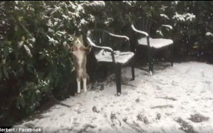 Сеть потешил забавный кот, зачарованно ловящий пушистый снег