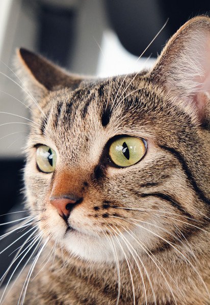 Домашний кот