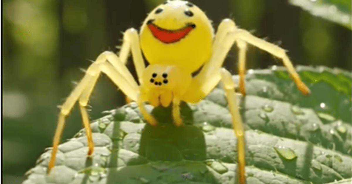 Усміхнений павук Theridion himalayana