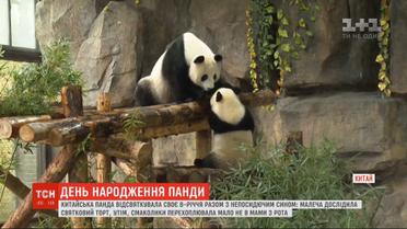 Панда Цзя-Цзя відсвяткувала день народження разом з непосидючим сином