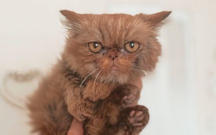 Хеппи-энд: кошка Шафа из Бородянки вернулась домой к настоящей хозяйке