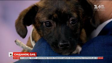 Щеня тигрового забарвлення шукає родину