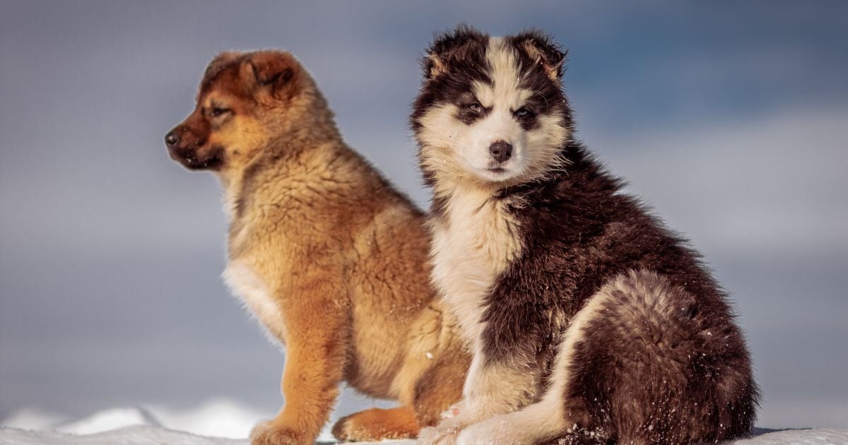 В Украине предупредили о снегопадах и сходе лавин: где и когда испортится погода