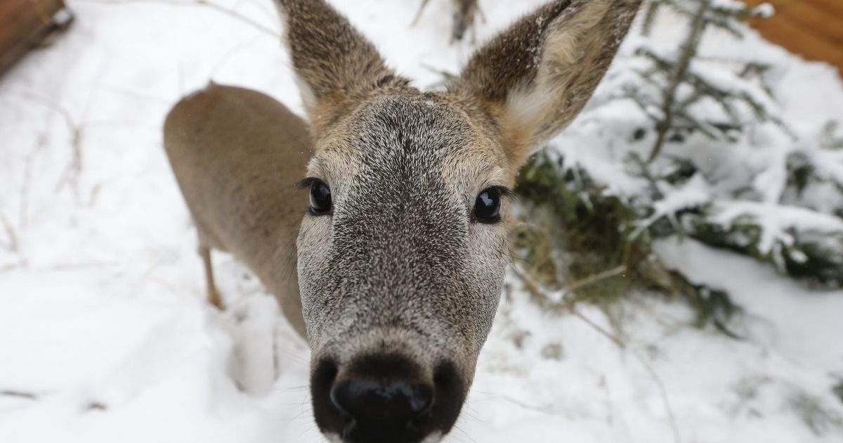Косуля в зоопарке "Межигорье" в Новых Петровцах (Киевская обл. ). Зоопарк "Межигорье" в Новых Петровцах принимает елки, которые не продались до новогодних праздников. По словам биолога-консультанта зоопарка Сергея Григорьева, в этом году они получили 700 елок.