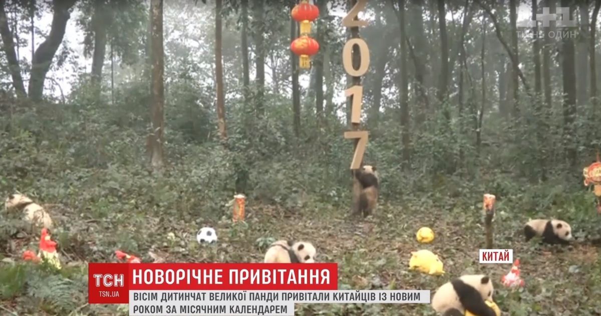 В Китае организовали новогодние поздравления от маленьких панд