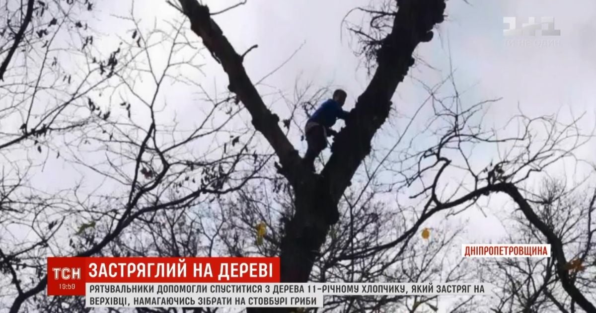 На Дніпропетровщині хлопчик заліз збирати гриби на верхівку дерева