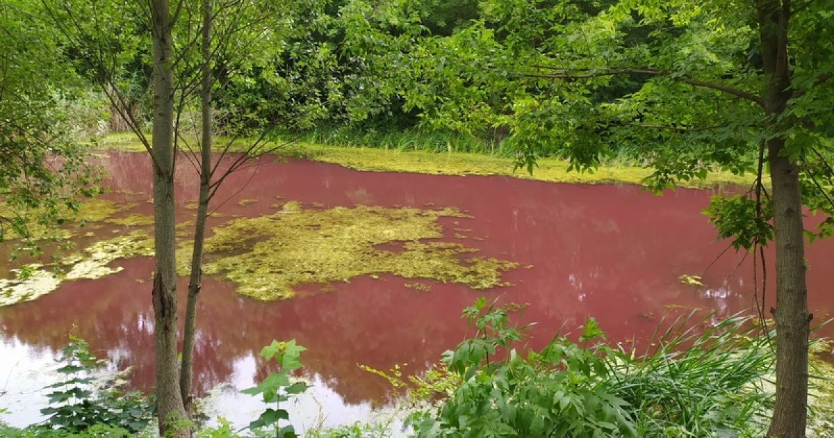 рожева вода парк ніжин