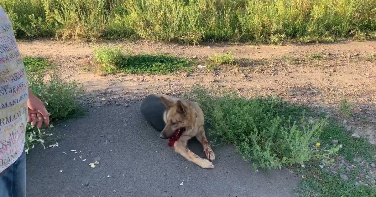 В Одеській області водій знущався зі свого собаки, збиваючи його на авто: тварині загрожує ампутація