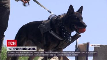 Знає дві мови і радіє, коли знаходить вибухівку: пес Джукі чергує на блокпості біля Харкова