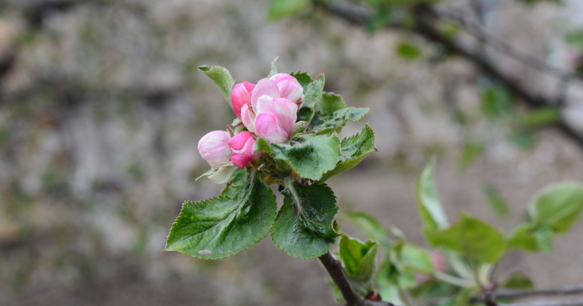 Природная аномалия: в Николаевской области среди декабре зацвели яблони