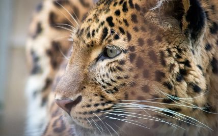 В Германии леопард покусал за голову модель во время фотосессии