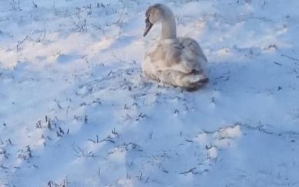 У Львівській області доводиться рятувати сотні лебедів, яких люди привчили до харчів