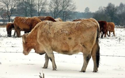 На Прикарпатті селяни звинувачують сусіда у знущанні над 10 коровами