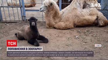 Новости Украины: в Одесском зоопарке родился детеныш двугорбых верблюдов