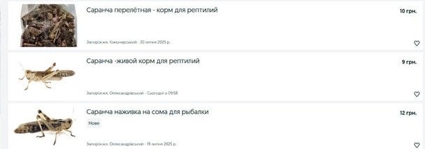 Объявления о продаже саранчи. Скриншот