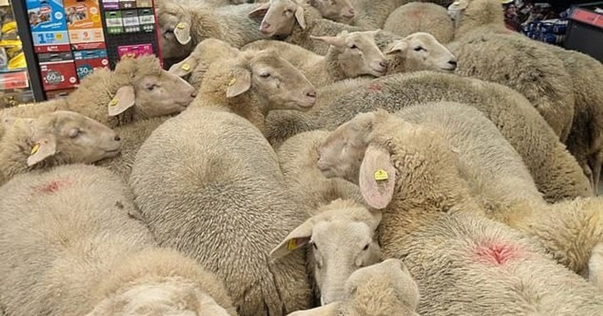 Вівці в магазині. Фото: PENNY