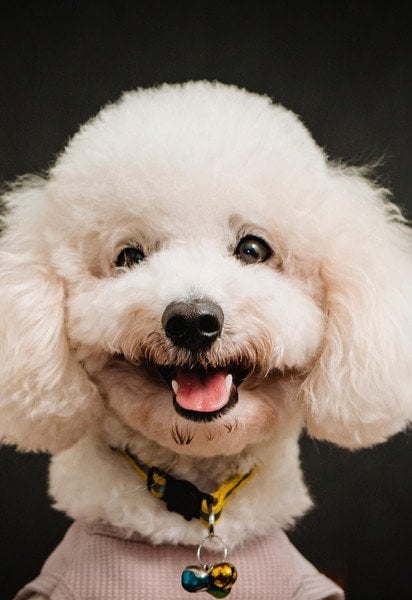 Пудель