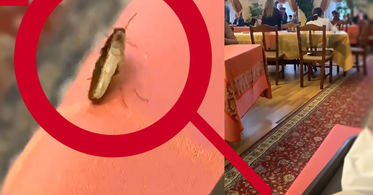 Тараканы в столовой университета/Коллаж ТСН.ua