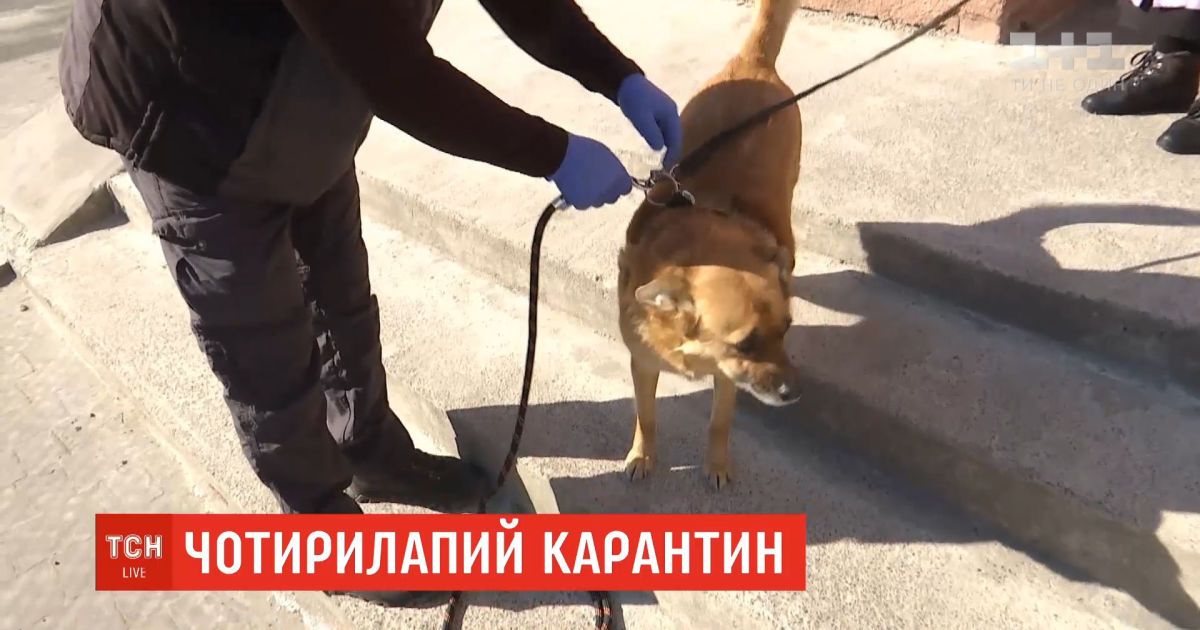 Залишатися на карантині: львівські комунальники вигулюють собак замість пенсіонерів