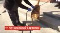 Залишатися на карантині: львівські комунальники вигулюють собак замість пенсіонерів