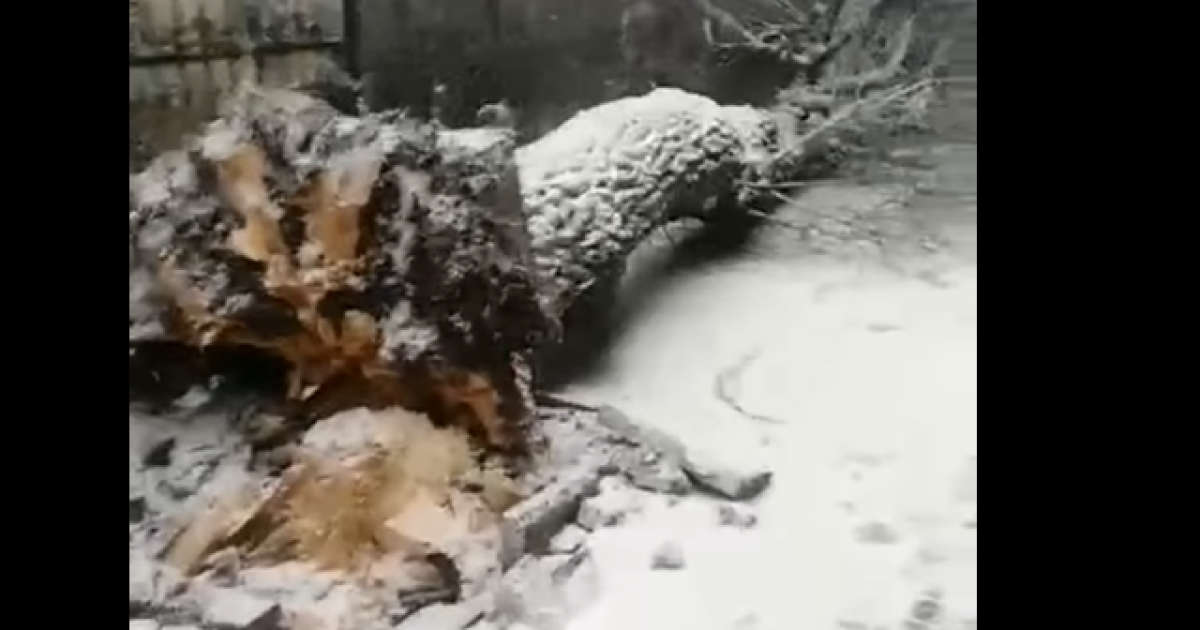 Во Львовской области во время непогоды на женщину упало огромное дерево: видео
