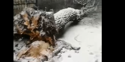 У Львівській області під час негоди на жінку впало величезне дерево: відео