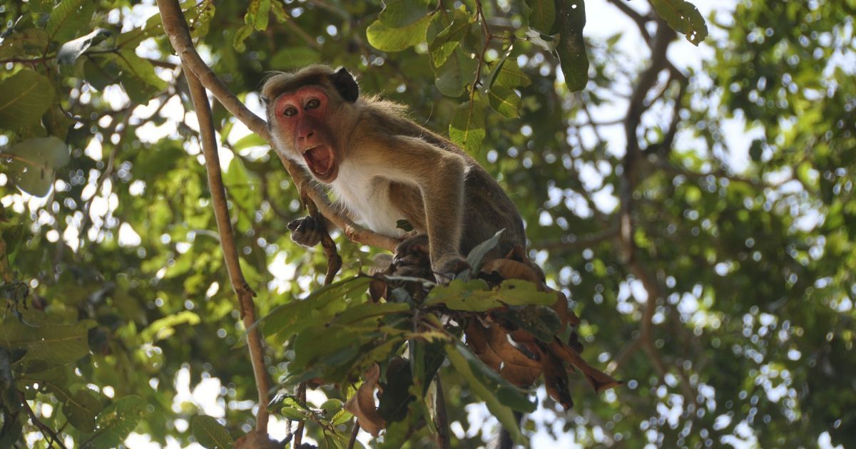 На Шрі-Ланці мавпа вбила жінку, жбурнувши в неї кокос