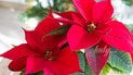 Пуансеттия