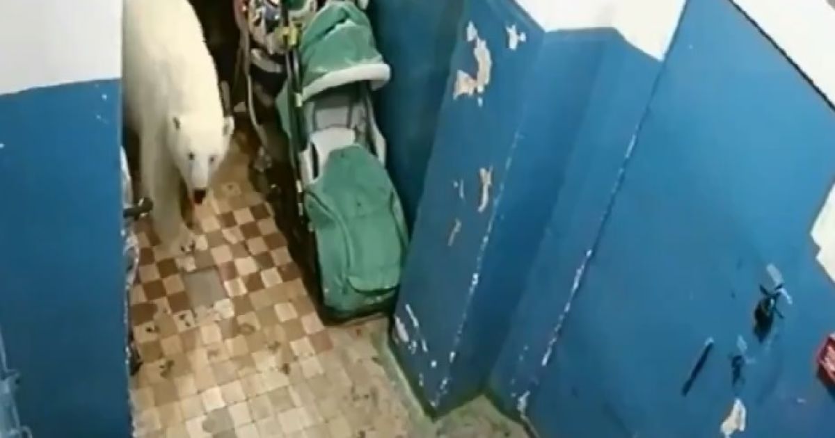 На російському архіпелазі ввели режим НС через навали білих ведмедів. Вони нападають на людей