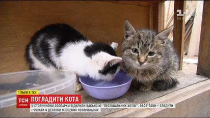 Столичный зоопарк ищет людей, которые будут гладить котов