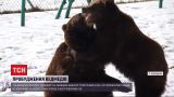 Новости Украины: медведи львовского приюта проснулись после зимней спячки