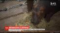 У зоопарк на Київщині привезли бегемота з Франції: для нього будують спеціальний бегемотаріум