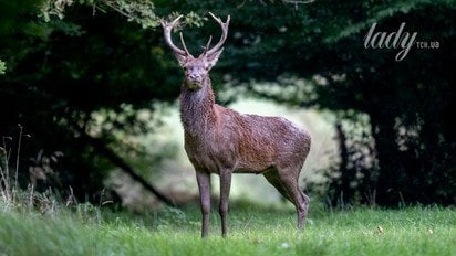 Гороскоп на 27 октября - 2 ноября 2025 года