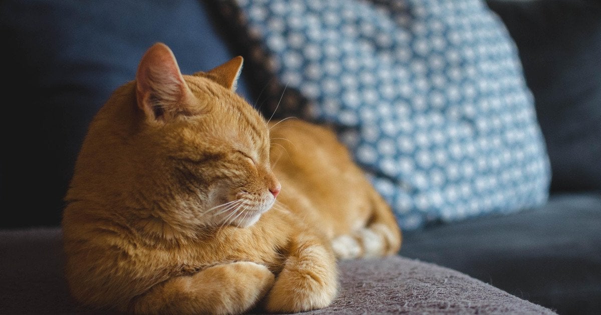 Як часто обробляти кота від бліх