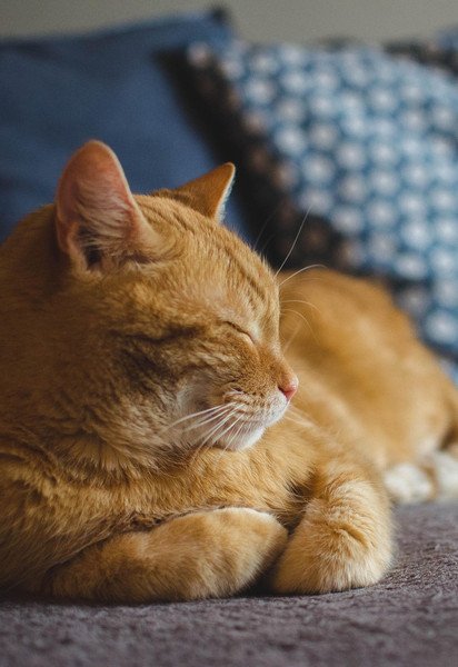 Кот