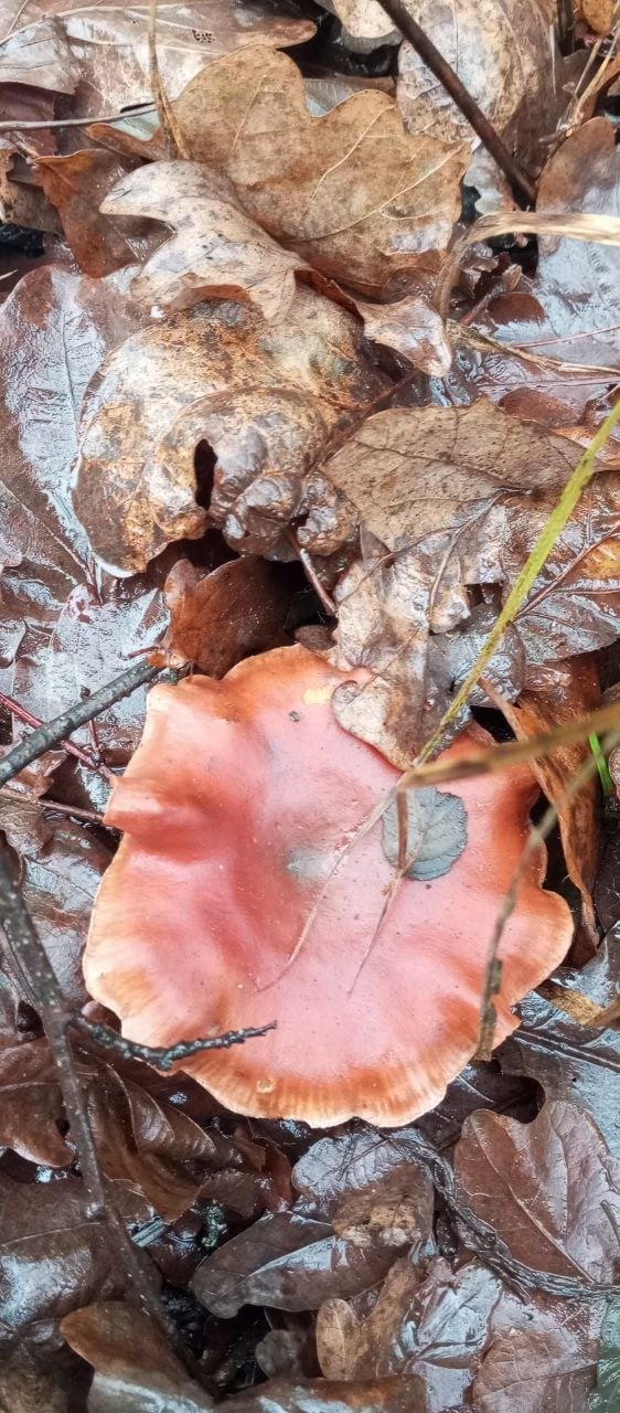 Паралепіста обернена (Paralepista flaccida). Фото: Ківерцівський національний природний парк «Цуманська пуща»