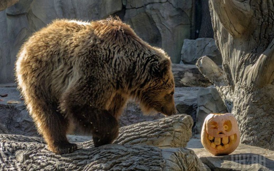 Медведь в зоопарке в Киеве играет Светильником Джека. В Киевском зоопарке с 30 октября по 1 ноября будет проводиться Zoo-Halloween. / © УНИАН