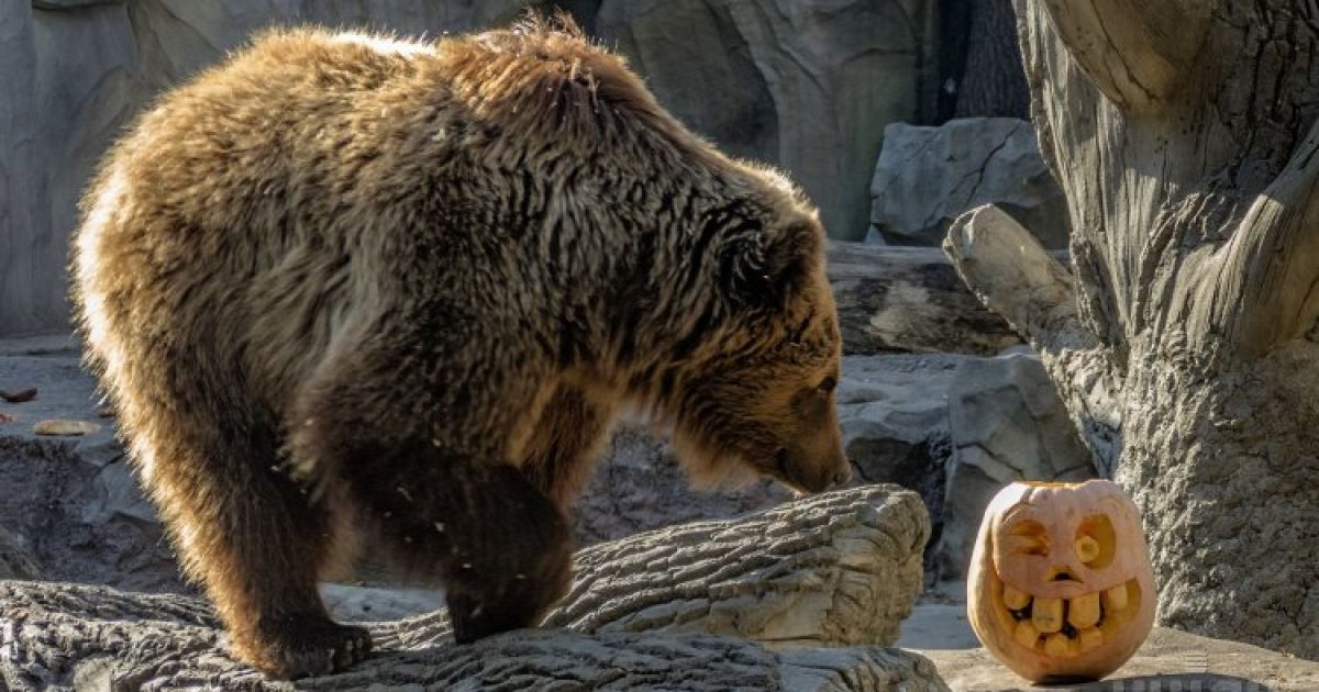 Медведь в зоопарке в Киеве играет Светильником Джека. В Киевском зоопарке с 30 октября по 1 ноября будет проводиться Zoo-Halloween. / © УНИАН