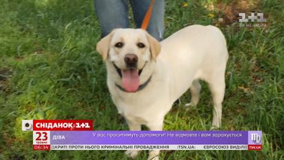 Чи безпечно гуляти в парках, оброблених хімікатами від кліщів