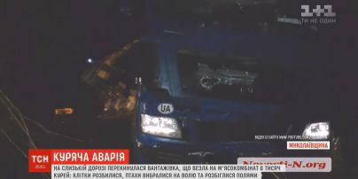 Через ДТП фури на Миколаївщині тисячі курей повтікали у поля