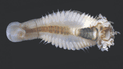 Terebellosuctoria