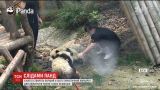 В Китае создадут первый в мире туристический маршрут для любителей панд