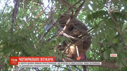 Спецоперация в центре Одессы: ловили трех обезьян, которые сбежали из зоопарка.