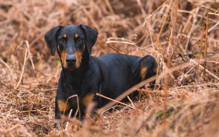 "Довго мучився і зламав собі шию": на Черкащині посеред лісу знайшли підвішеного за повідець закатованого собаку