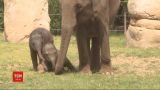 Слоненя познайомилось з публікою: у празькому зоопарку показали новонароджену тваринку